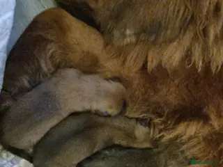 Tibetan Mastiff dogs Beautiful boys - Advert 3