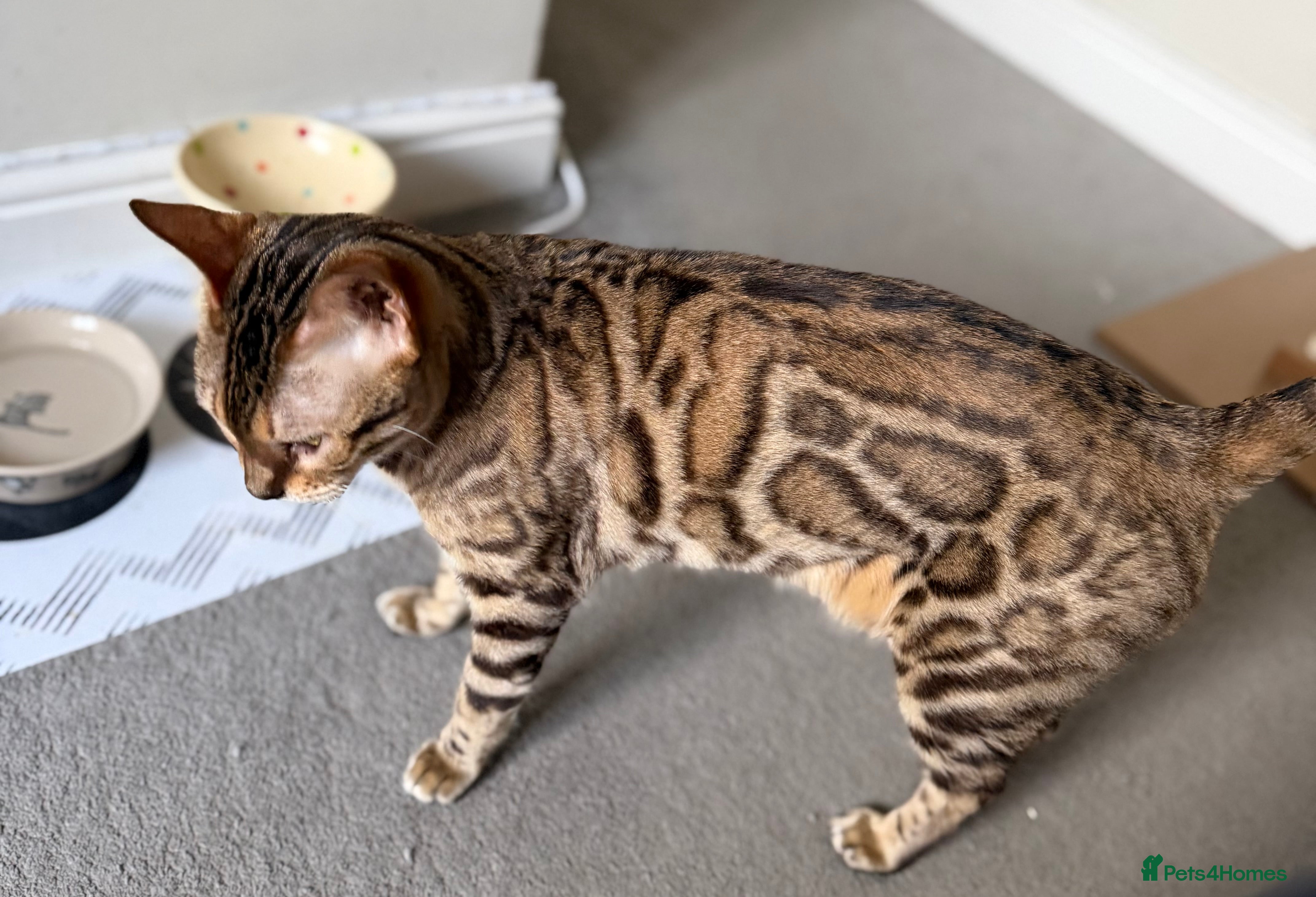 Bengal cats Imported Seal Sepia Bengal Queen – TICA Active - Advert 3