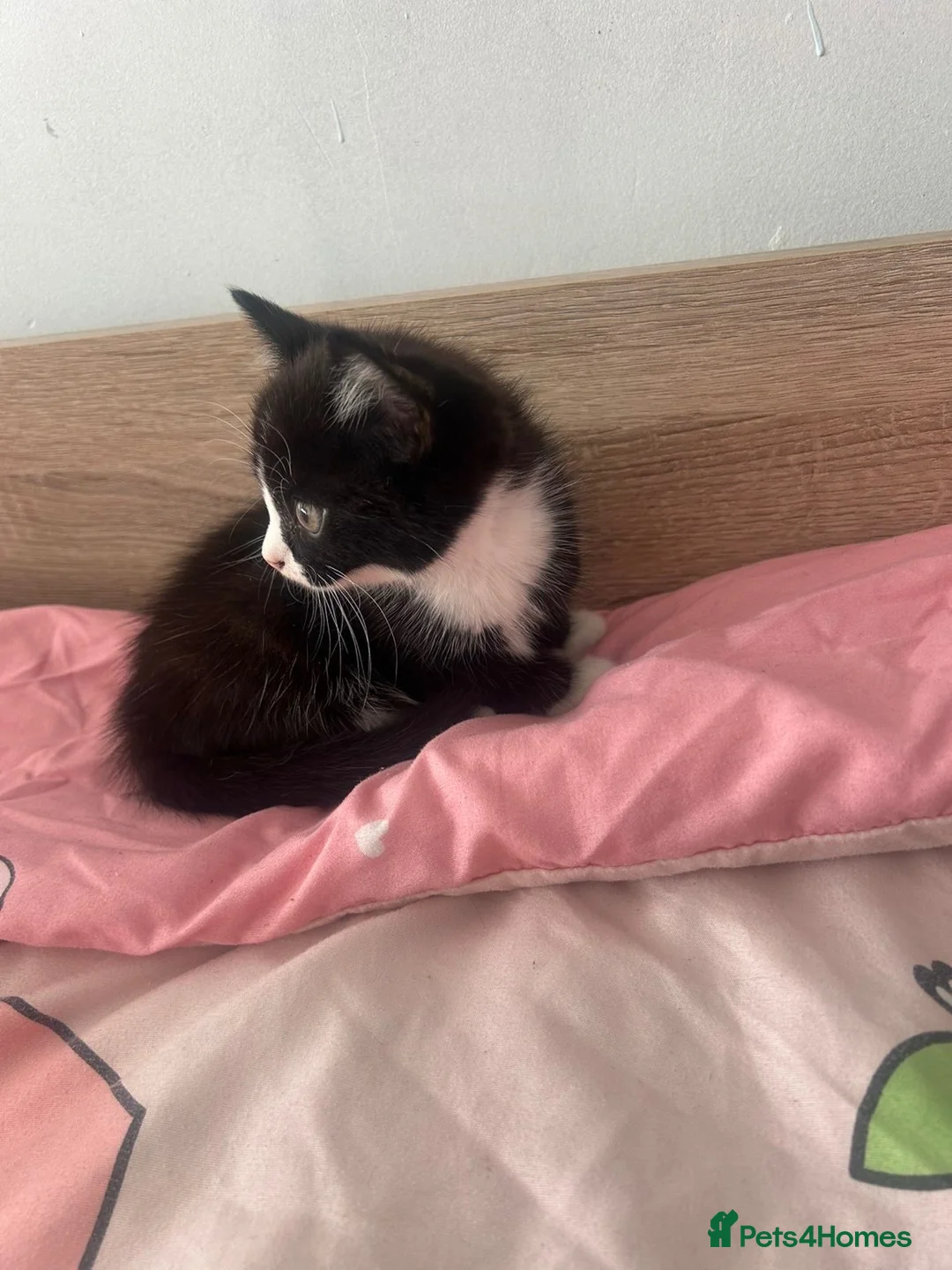 British Shorthair cats for sale: Female kitten  in Reading - Advert 7