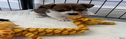 Jack Russell dogs for sale: Traditional mini Jack Russell puppes in Skegness - Advert 10