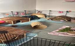 Guinea Pig rodents for sale: Four male guinea pigs for adoption  - Image 4