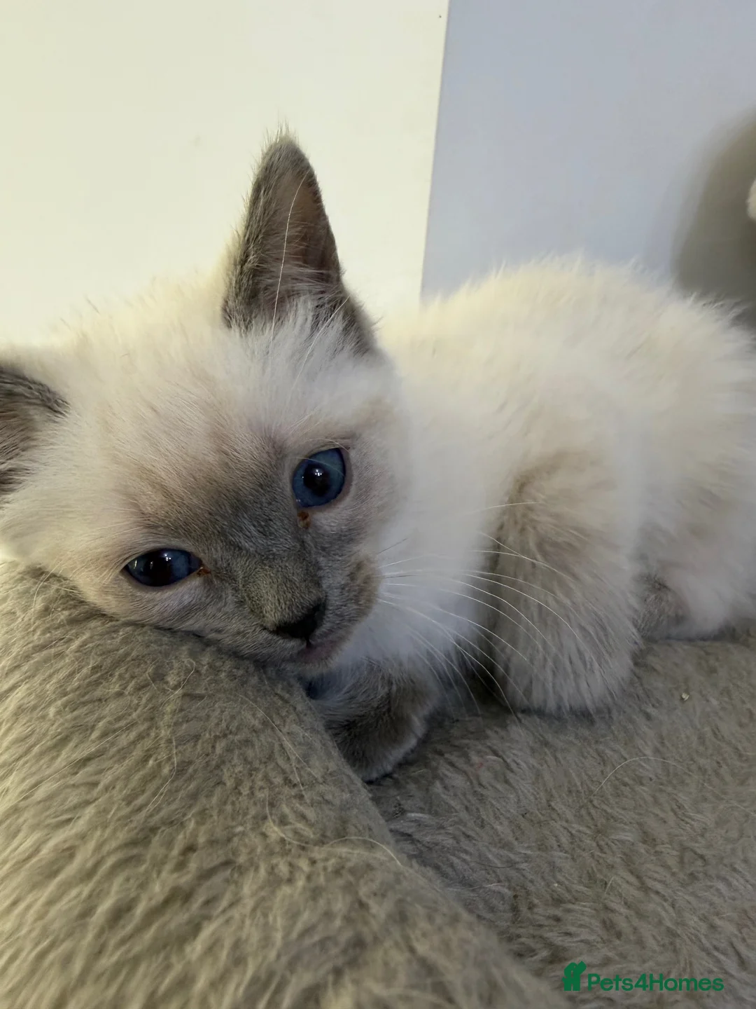 Ragdoll cats for sale: Adorable and friendly Ragdoll Kittens - Advert 34