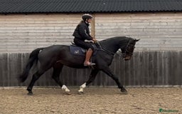 British Warmblood horses for sale: Prince - Great hunting potential / all rounder  - Image 1