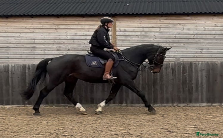 British Warmblood horses - Advert 2
