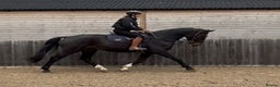 British Warmblood horses for sale: Prince - Great hunting potential / all rounder  - Advert 1