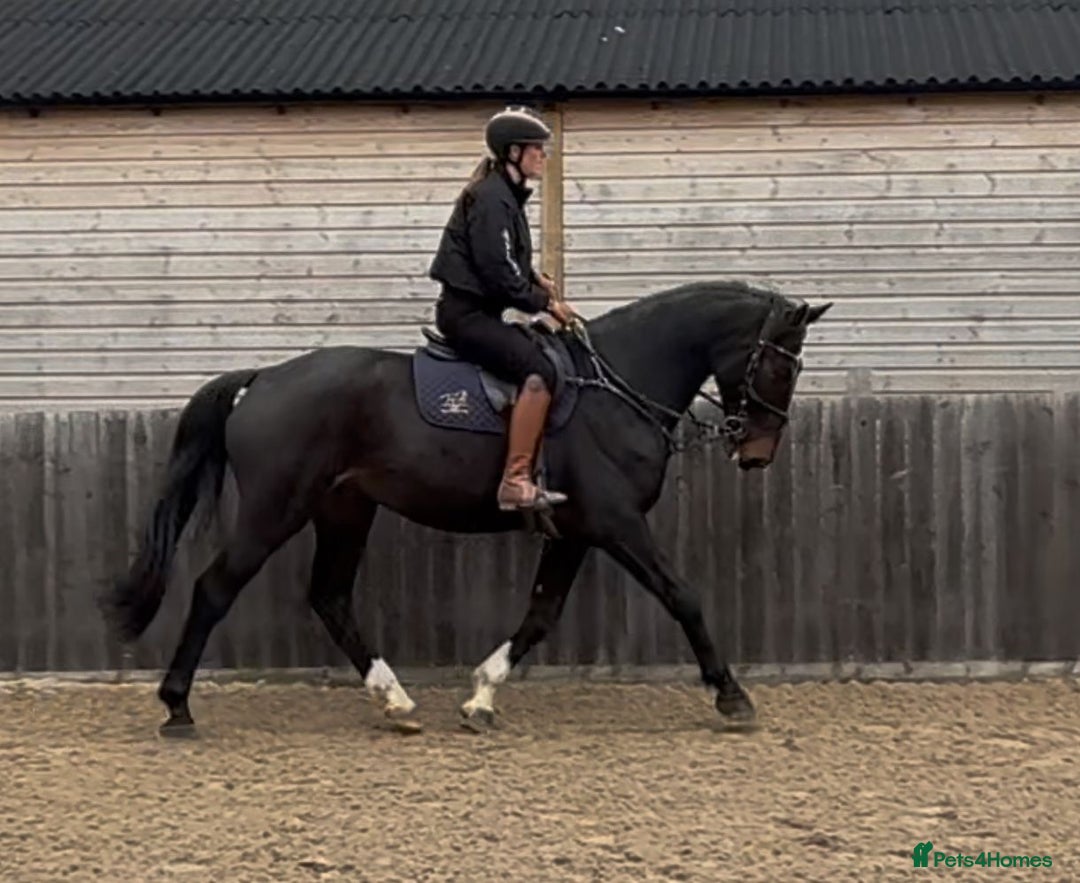 British Warmblood horses for sale: Prince - Great hunting potential / all rounder  - Image 1