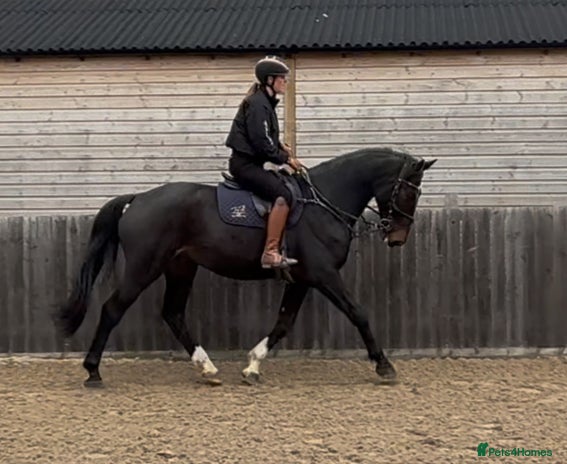British Warmblood horses - Advert 1