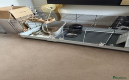 Netherland Dwarf rabbits for sale: Grey bunny with brown patchs - Image 6