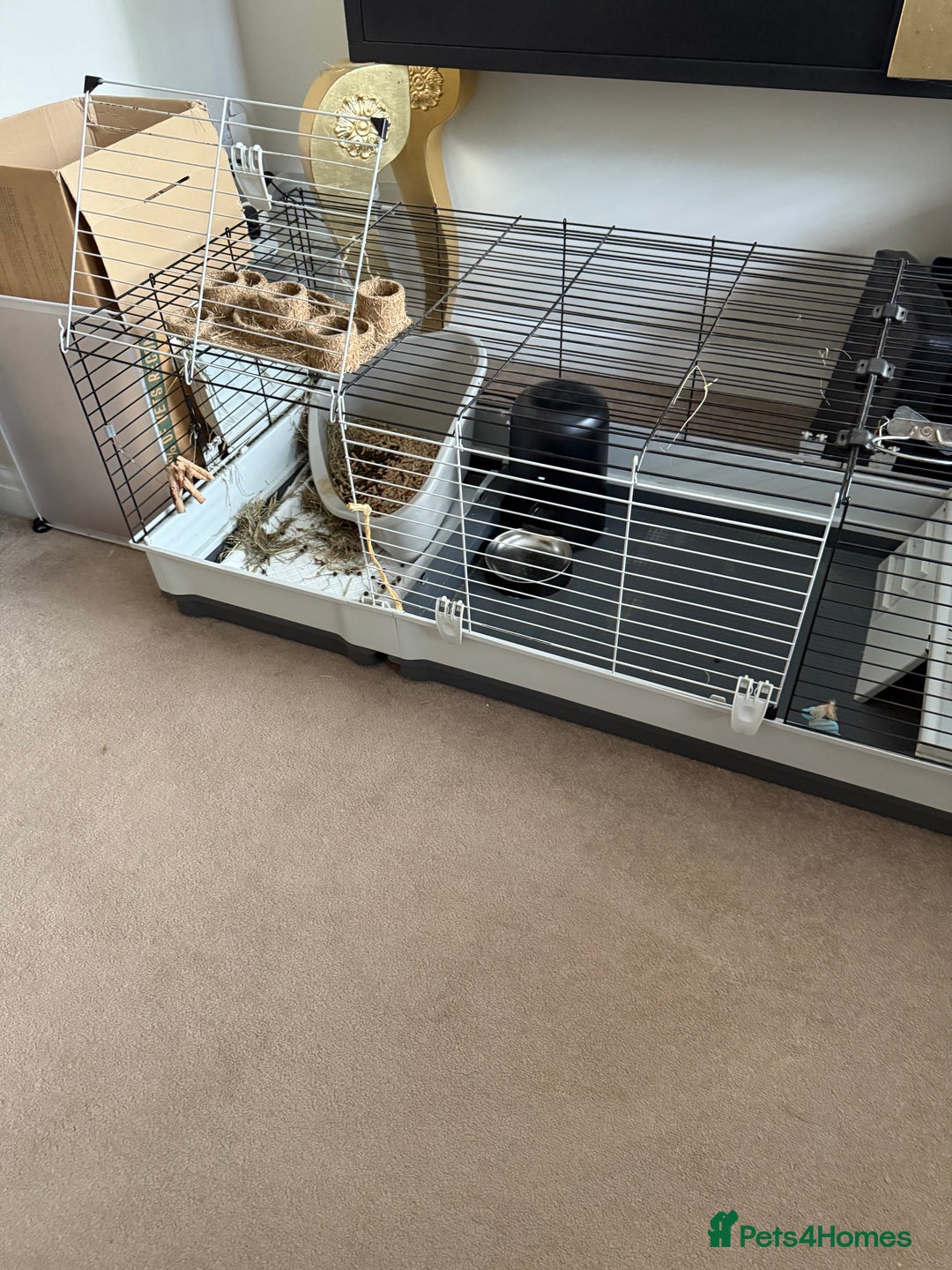 Netherland Dwarf rabbits for sale: Grey bunny with brown patchs - Image 6