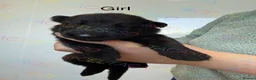 German Shepherd dogs for sale: Kcreg GSD pups solid black and black and tan  - Advert 11