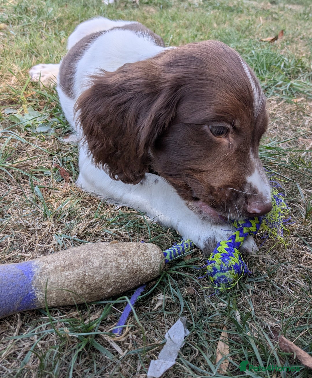 English Springer Spaniel dogs for sale: 2025 FTCH ROSEBAY BLUE,WELL MARKED LITTER ESS PUPS - Image 3