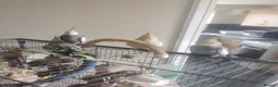 Cockatiels birds for sale: Quacker Parrot for Sale with cage and accessories - Advert 3