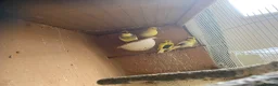 Canaries birds for sale: 4 Fife Canaries  - Advert 7