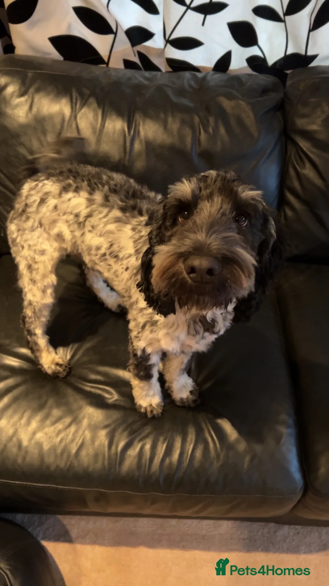 Cockapoo dogs for stud: Blue Roan & Tan-Phantom Stud in Lingfield - Advert 5