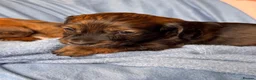 Dachshund dogs for sale: Long & Short haired Sable crea Dachshund puppies  - Advert 10