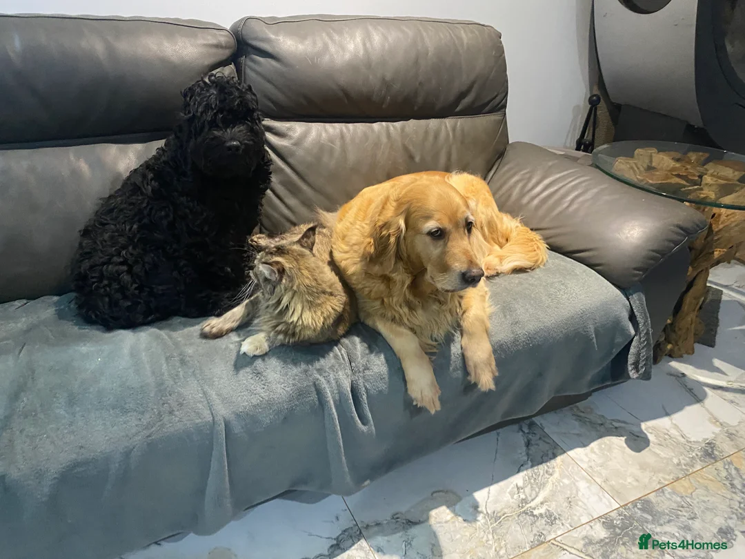 Cockapoo dogs for sale: ‼️ Attention Please ‼️ - Advert 14