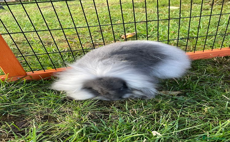 Mini Lop rabbits - Advert 17