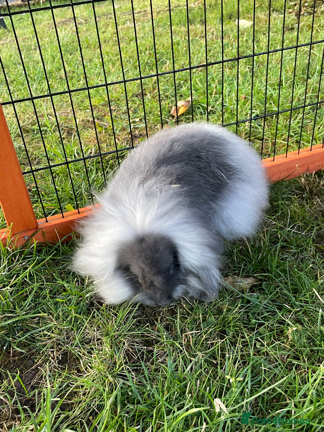Mini Lop rabbits for sale: Male mini lop babies READY TO LEAVE  - Image 24