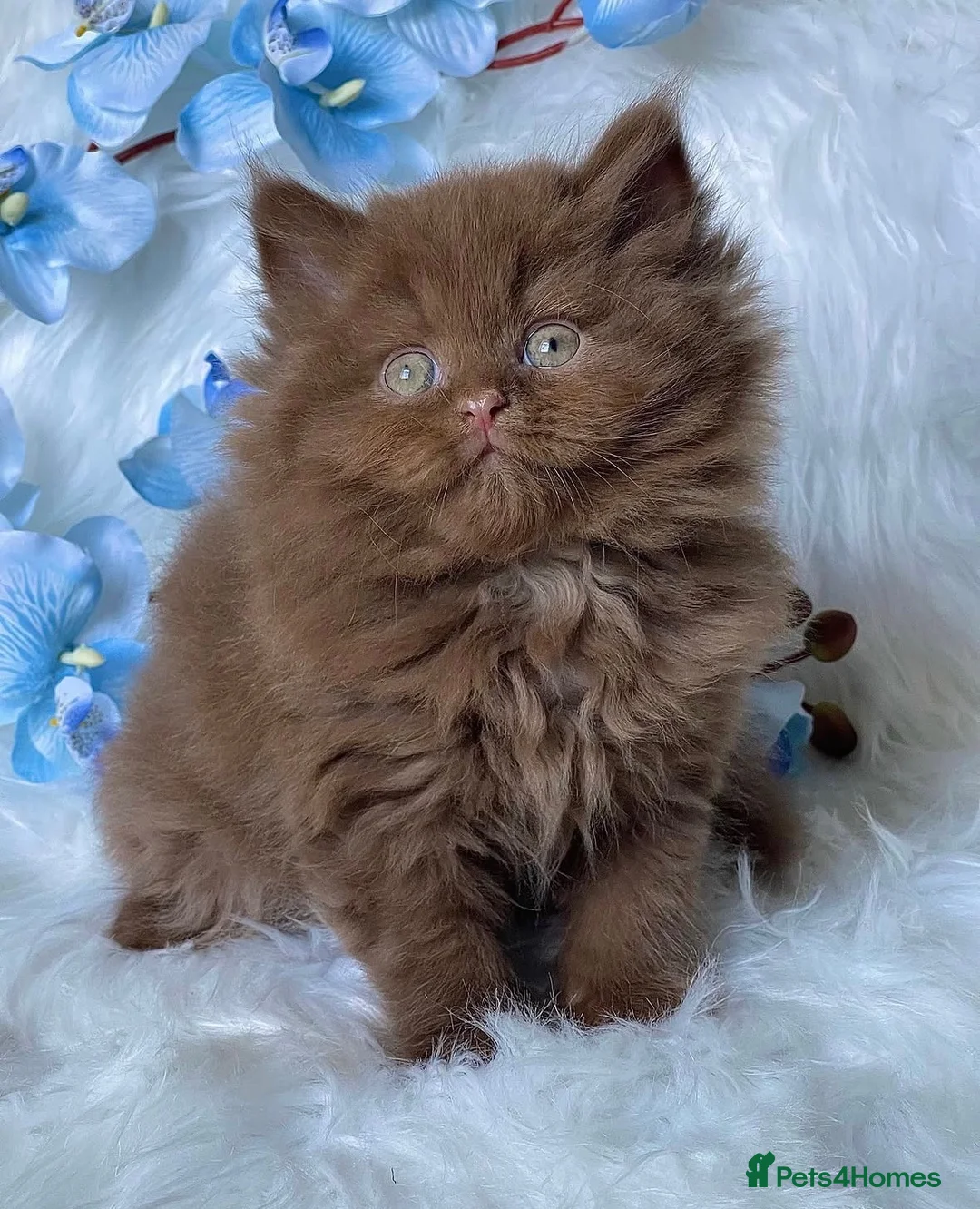 British Shorthair cats for sale: Luxury cinnamon/brown British longhair kitten - Advert 2