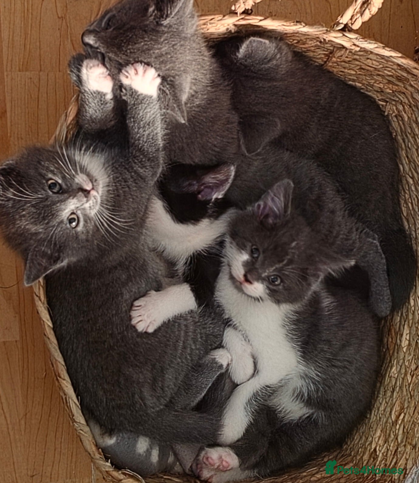 Ragdoll cats 5 Stunning Fluffy Ragdoll Cross Kittens  - Advert 15