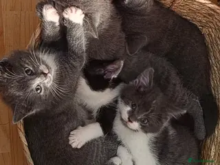 Ragdoll cats 5 Stunning Fluffy Ragdoll Cross Kittens - Advert 15