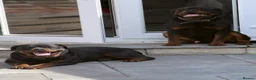 Rottweiler dogs for sale: Beautiful Chunky Rottweiler Puppies Now Here  - Advert 9