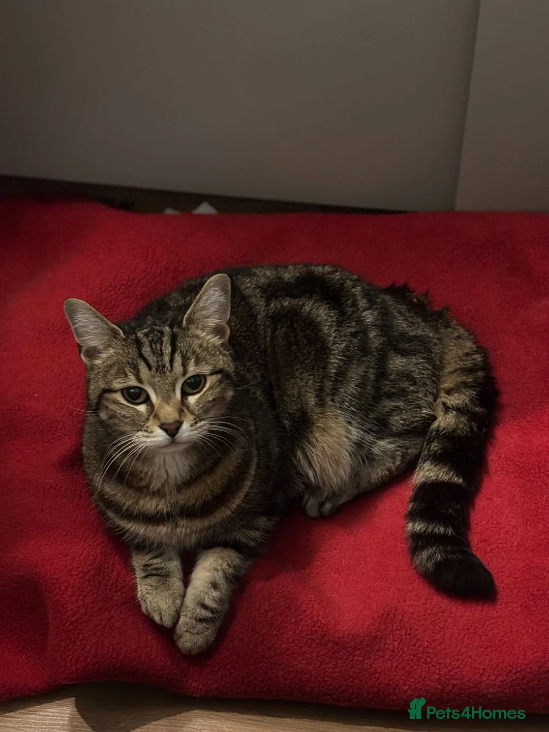 Domestic Shorthair cats for sale: Charlie: Loving Tabby Cat Seeking Forever Home - Advert 2
