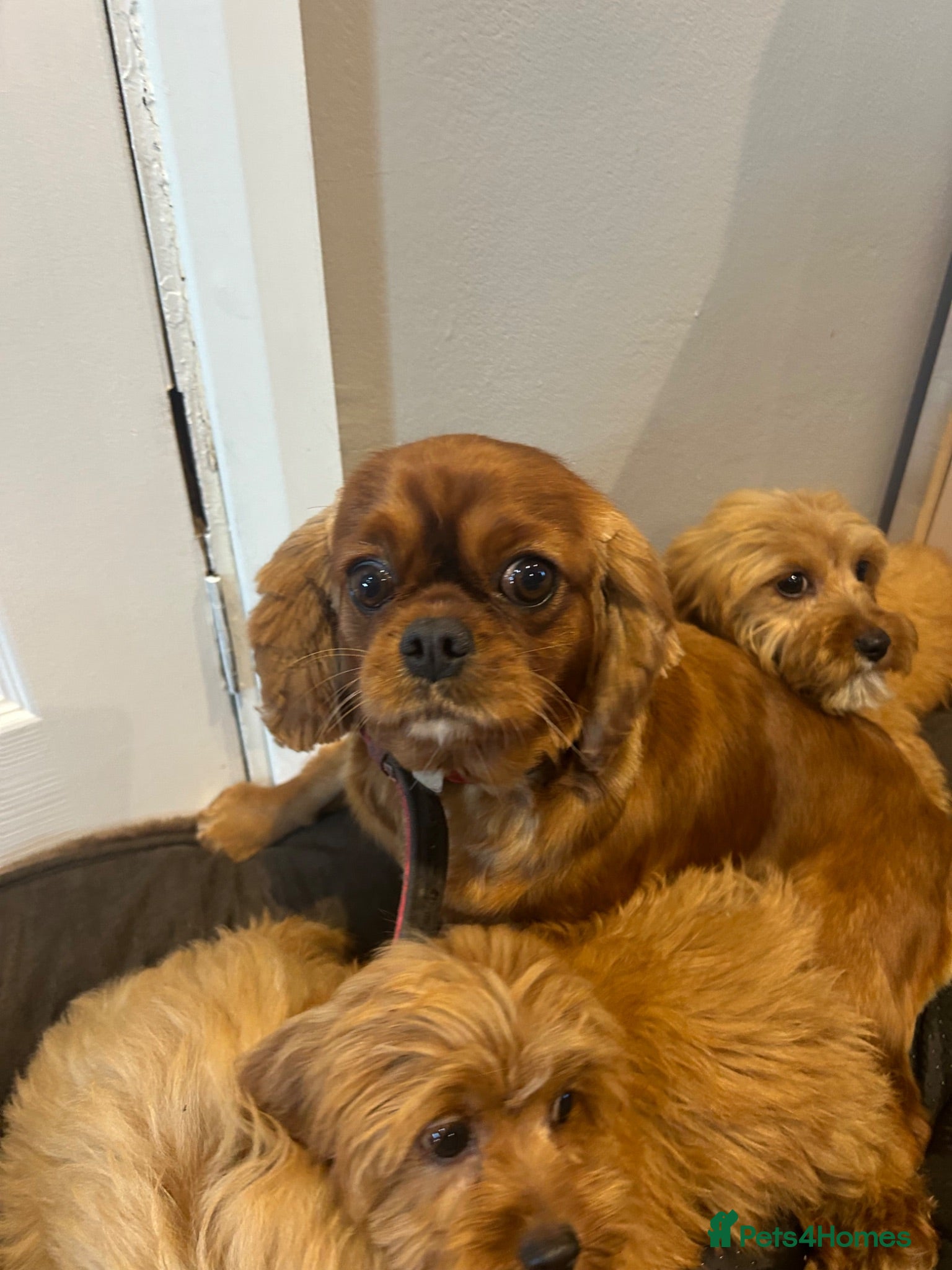 Cavapoo dogs Beautiful cava poo puppies - Advert 1
