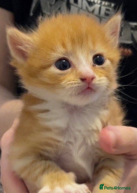 Mixed Breed cats 4 kittens Available boys and girls - Advert 18