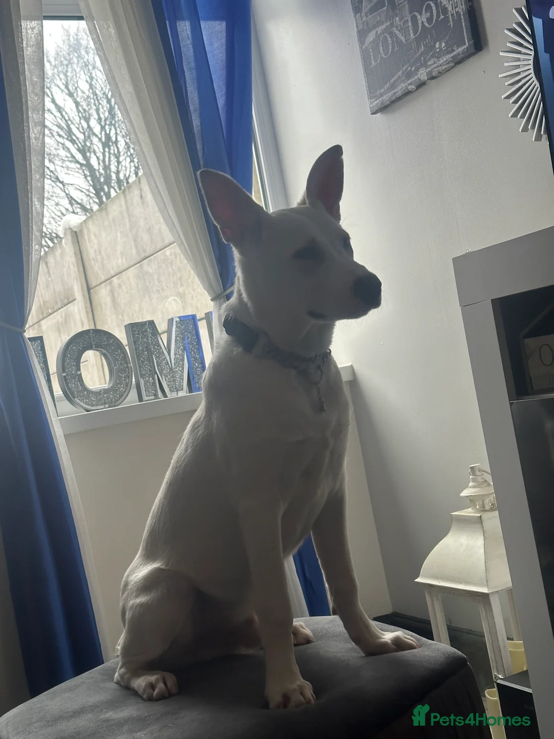 Mixed Breed dogs for sale: Mixed Belgian Malinois  - Advert 3