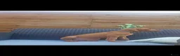 Rhodesian Ridgeback dogs for sale: Beautiful Rhodesian Ridgeback Puppies  - Advert 9