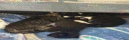 Mixed Breed cats for sale: 3 beautiful boys available  in Romsey - Advert 4
