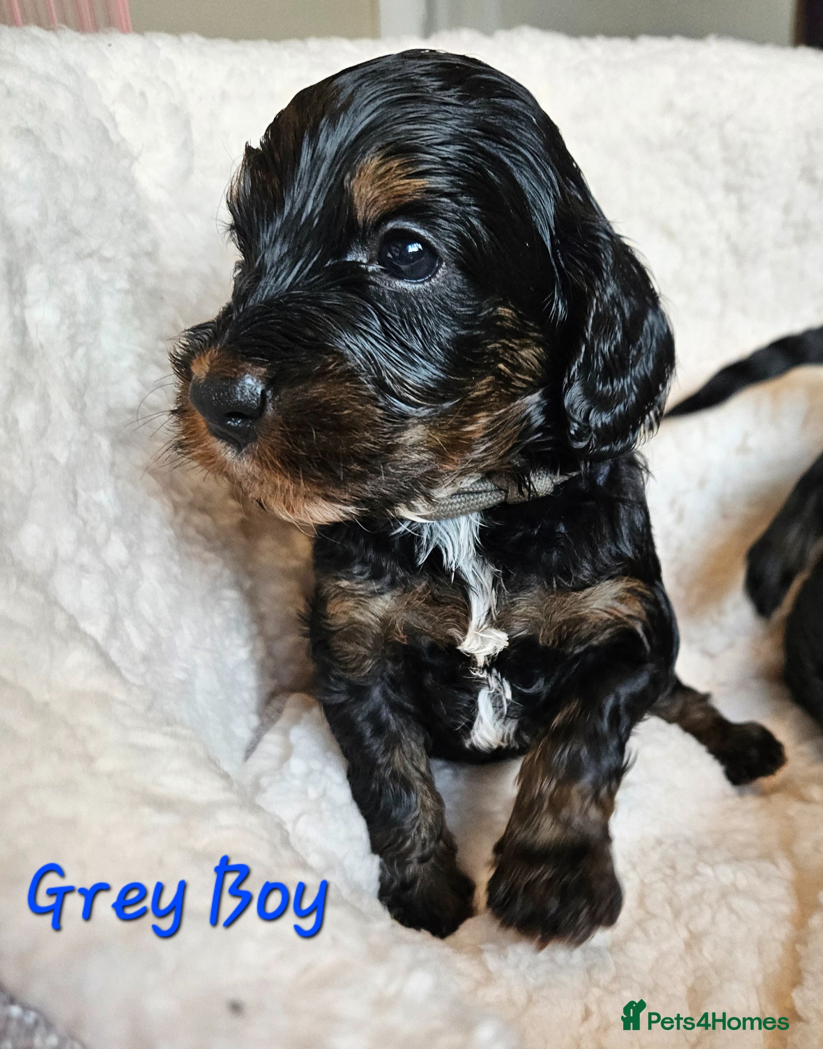 Cockapoo dogs Licensed insured breeder! Show-type cockapoo boys - Advert 2