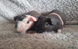 Guinea Pig rodents for sale: Bonded skinny brothers  - Image 5