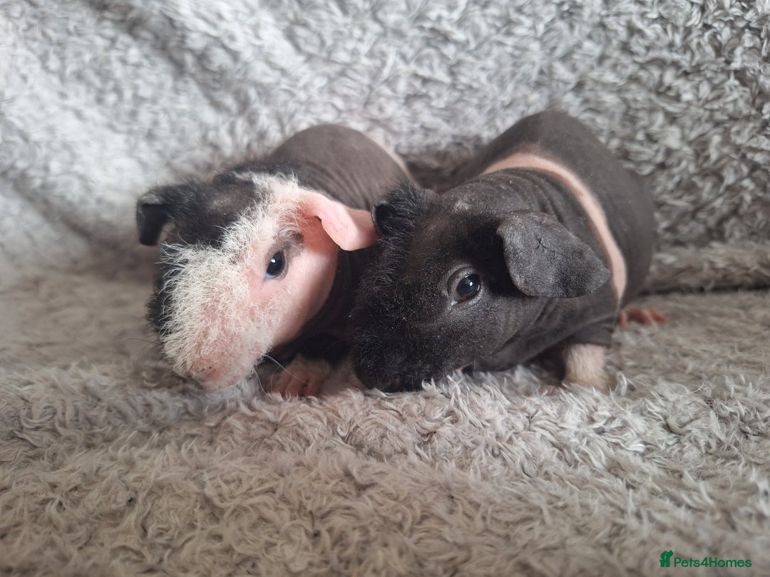 Guinea Pig rodents for sale: Bonded skinny brothers  - Image 5