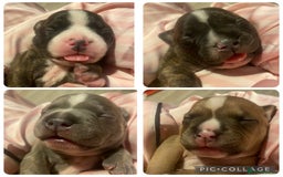 Staffordshire Bull Terrier dogs for sale: Female Staffy Pup  - Advert 4