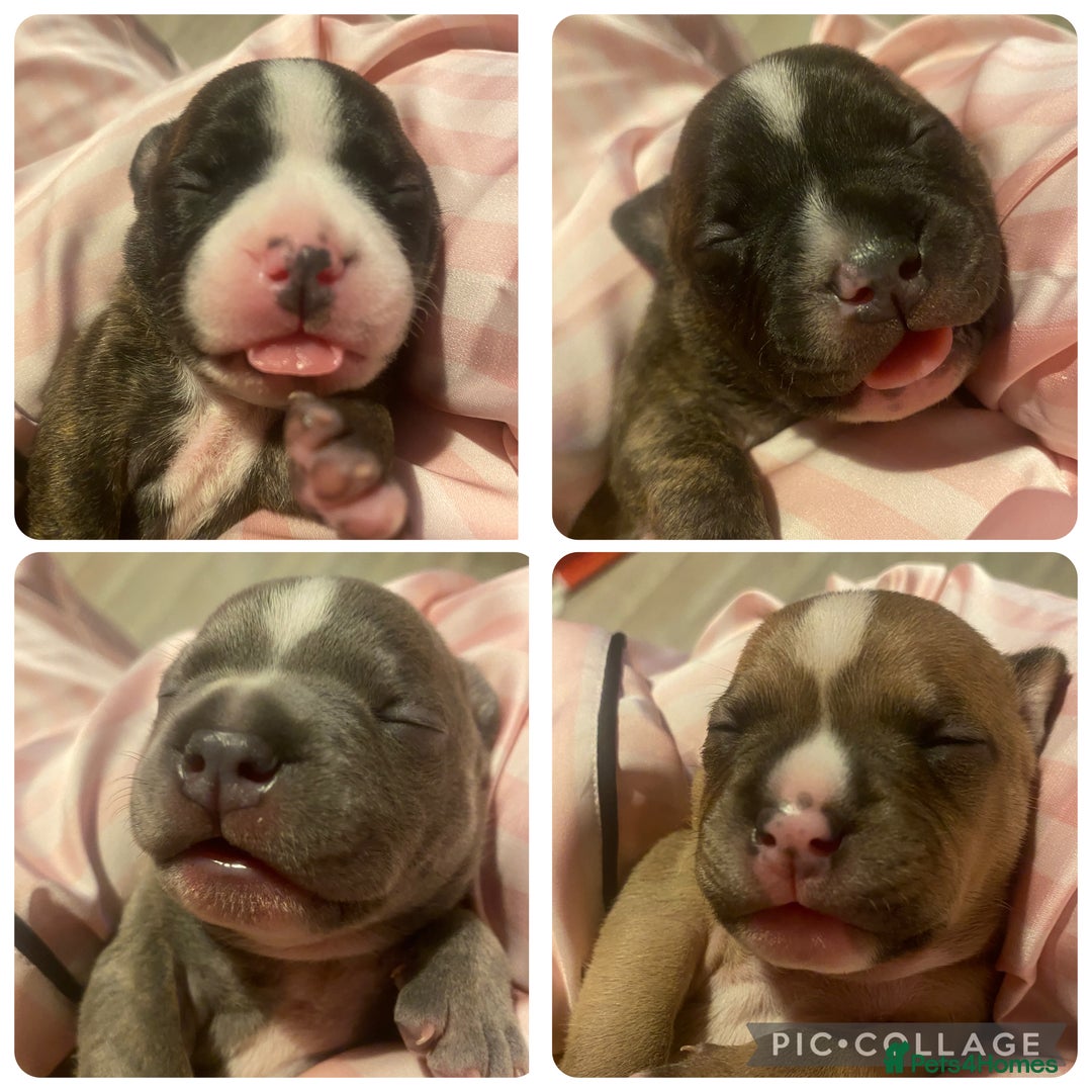 Staffordshire Bull Terrier dogs for sale: Female Staffy Pup  - Advert 4