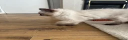 Ragdoll cats for sale: Purebred Ragdoll Boys  in St Albans - Advert 6