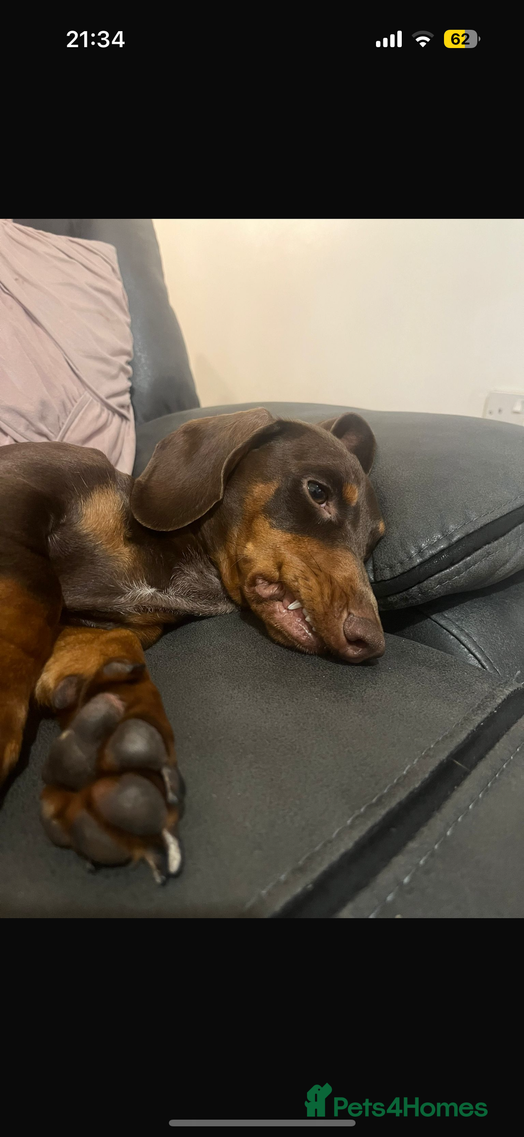 Dachshund dogs for sale: BEAUTIFUL DACHSHUNDS FUR BABIES!  - Advert 2