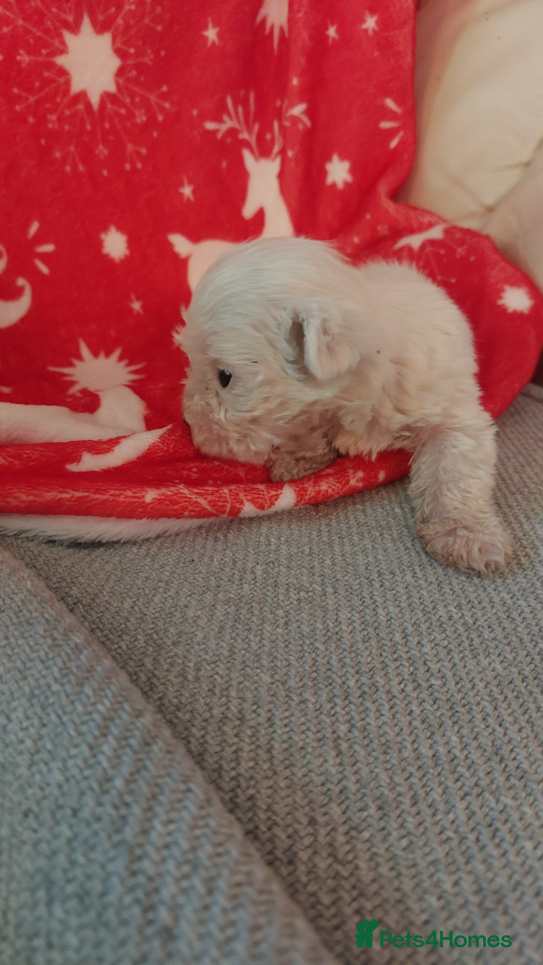 Mixed Breed dogs for sale: Shihtzu jack russel - Advert 11