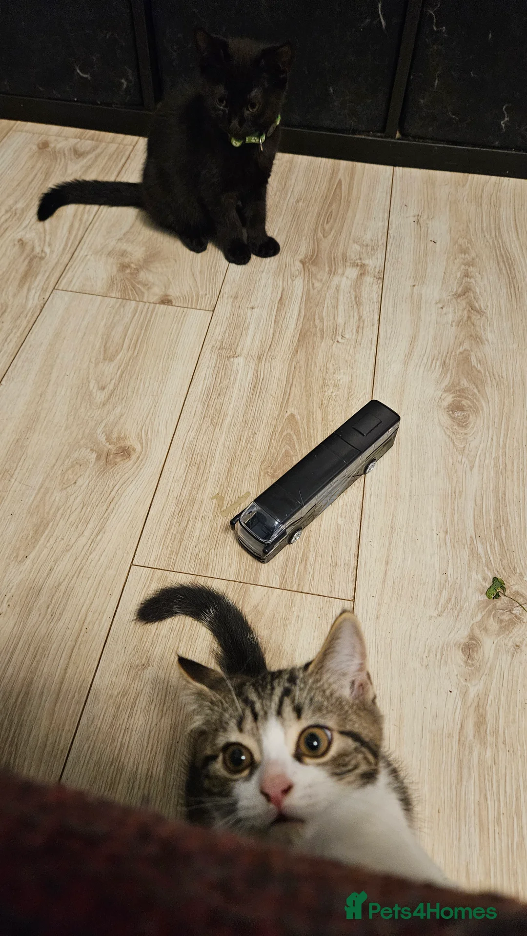 Scottish Fold cats for sale: Healthy scotish fold mix - Advert 2