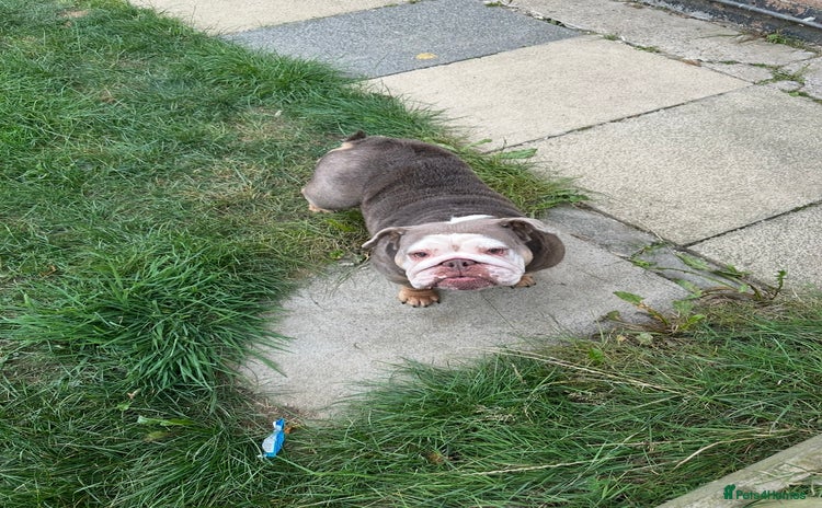 English Bulldog dogs - Advert 3