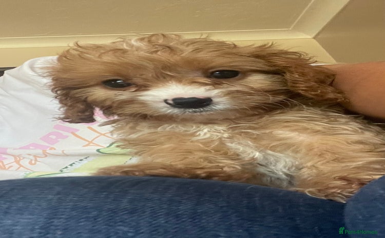 Cavapoo dogs - Advert 15