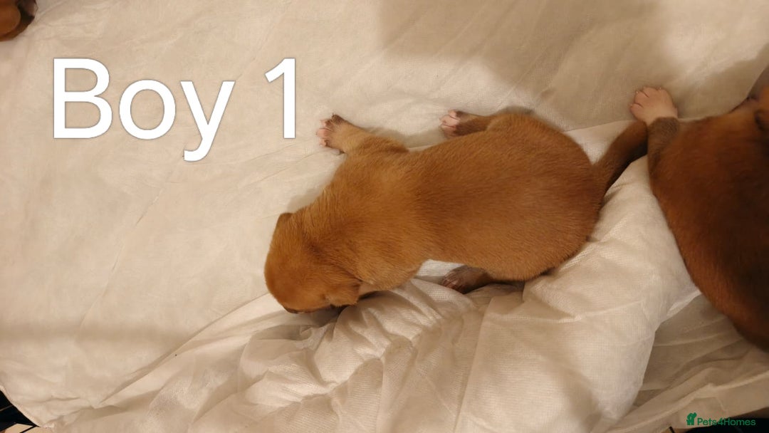 Mixed Breed dogs for sale: German Staffy Litter Available 12/10/25 - Image 15
