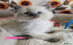 Ragdoll cats for sale: Registered male Ragdoll kittens  - Image 13