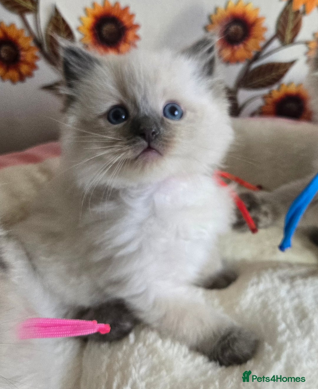 Ragdoll cats for sale: Registered male Ragdoll kittens  - Image 13