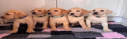 Labrador Retriever dogs for sale: Health tested pedigree labrador puppies - Advert 4