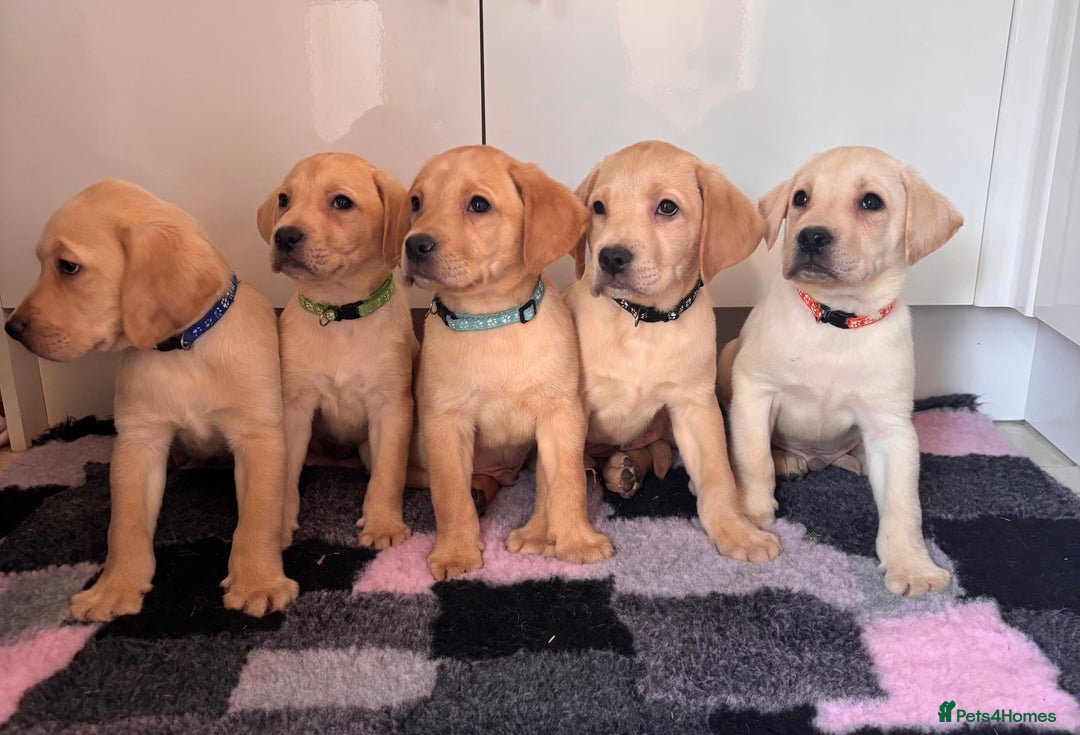 Labrador Retriever dogs for sale: Health tested pedigree labrador puppies - Advert 4