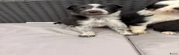 Border Collie dogs for sale: Gorgeous tri-coloured+black+white collie puppies  - Advert 4