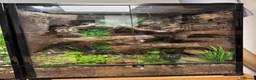 Gecko reptiles for sale: Smiths Green Eyed Gecko - Advert 2